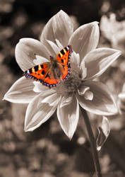 Dahlia with butterfly