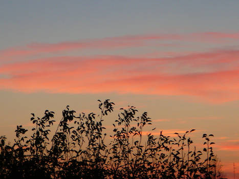 treetops on sky