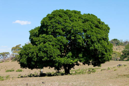 Almendro