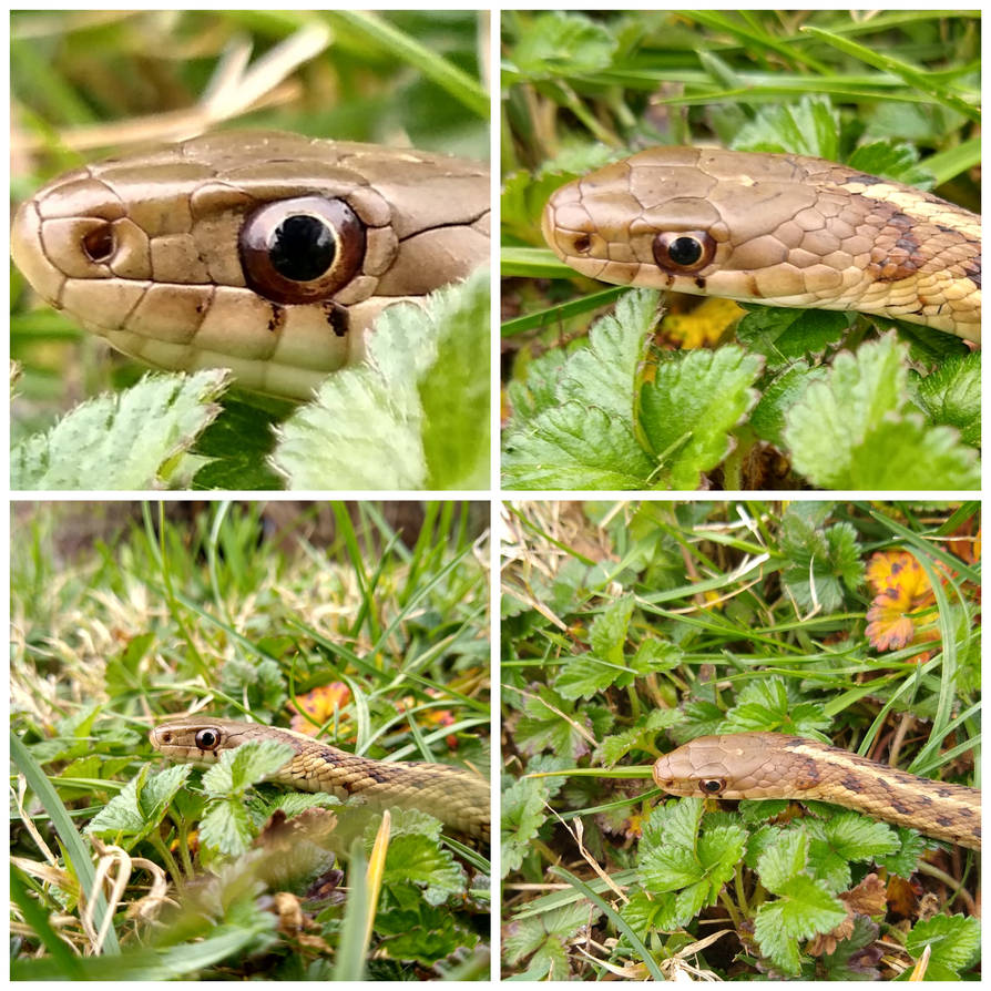 Eastern Garter Snake by Evolutionfactory on DeviantArt