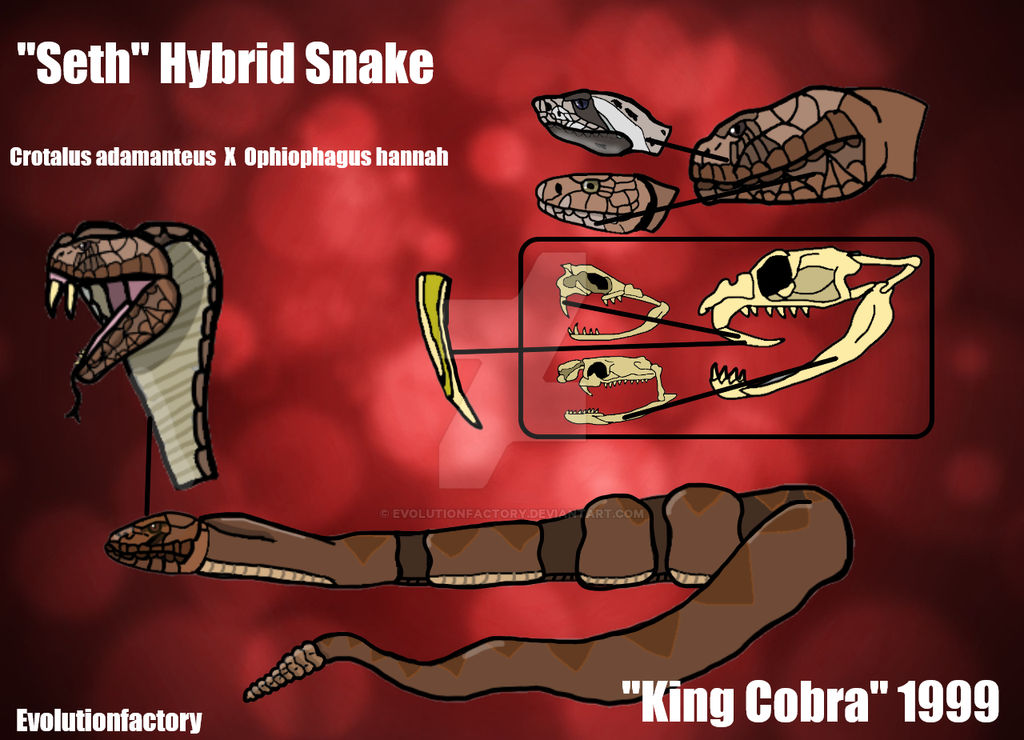 Seth Hybrid Profile by Evolutionfactory on DeviantArt