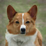 Corgi Portrait