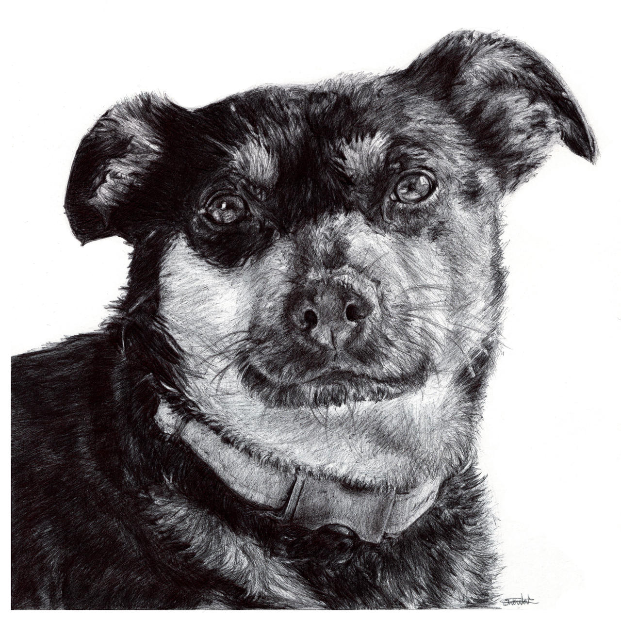 Biro Pen Terrier Dog Drawing By Owentatdraws On Deviantart Biro Pen Terrier Dog Drawing By Owentatdraws On Deviantart