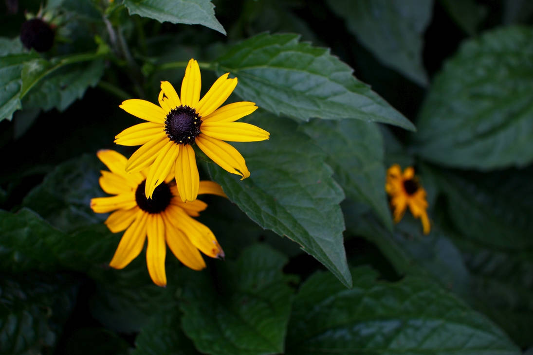 Common BC yellow flowers 7