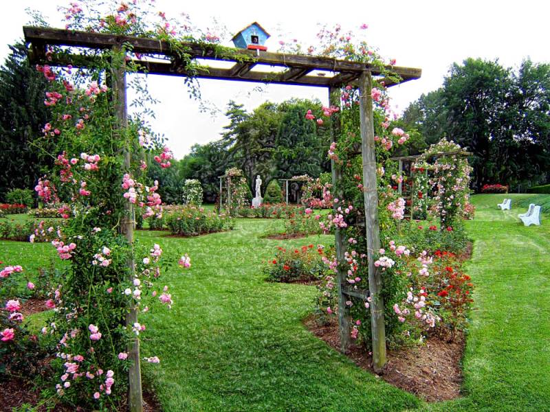 Allentown Rose Garden 5