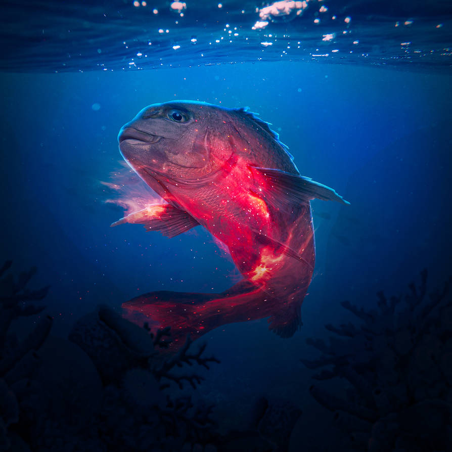 Land Fish Magic Fish Magic by robydesignsofficial on DeviantArt