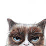 Grumpy cat