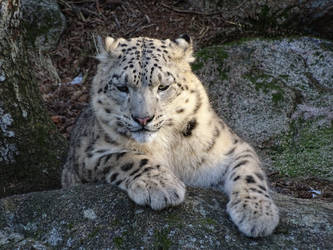 Snow leopard at sunset