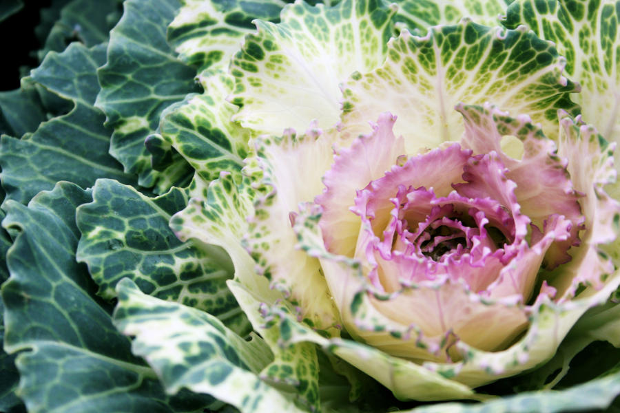 cabbage roses by AdeliaHarman on DeviantArt