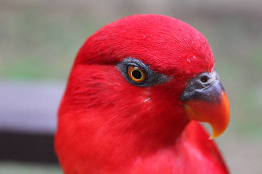 red bird