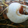 deserted shell