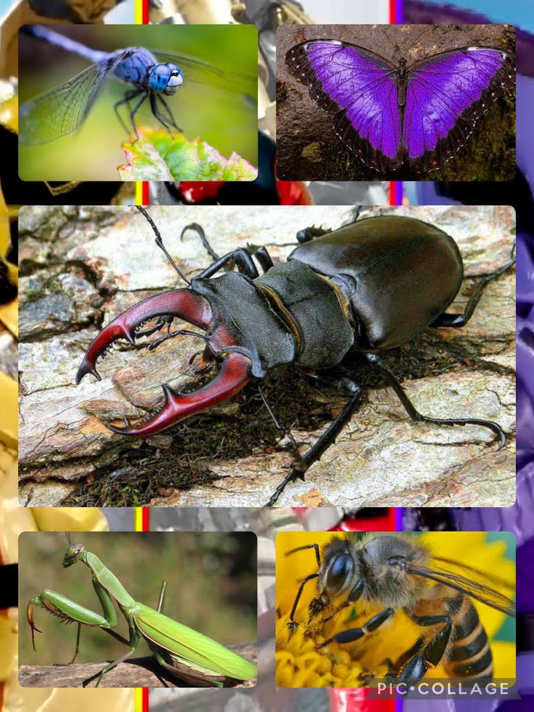 King Insect King ohger insects by diegovasquez300 on DeviantArt