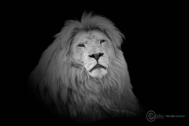 White Lion