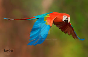 Guacamaya---------