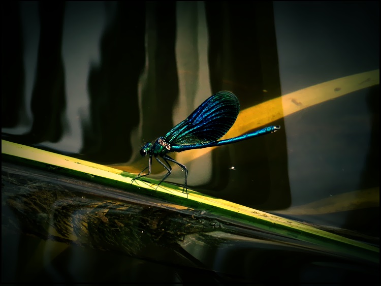 dragonfly