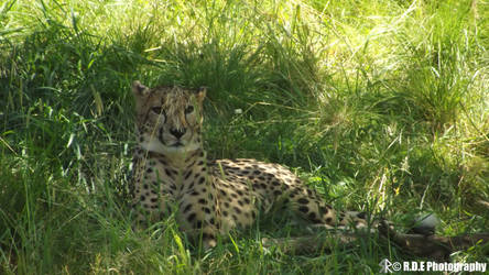 The Lounging Cheetah