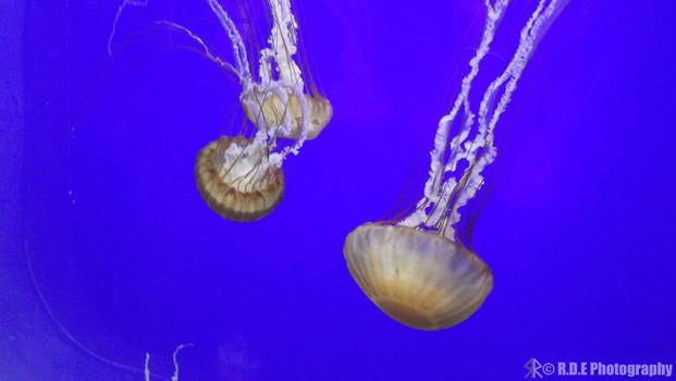 Jellyfish