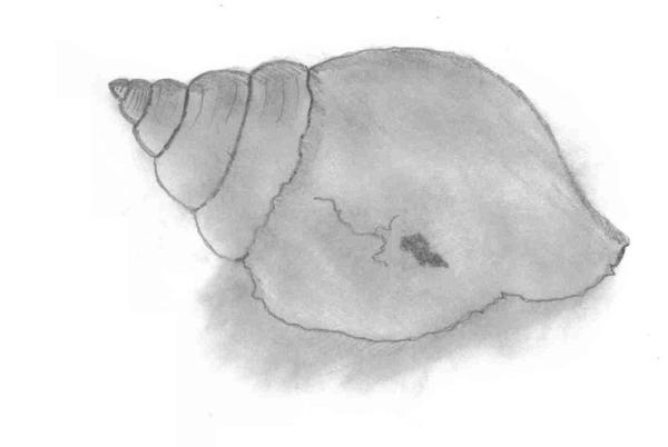 Little Shell Bitmap my little shell by jess-anime on DeviantArt