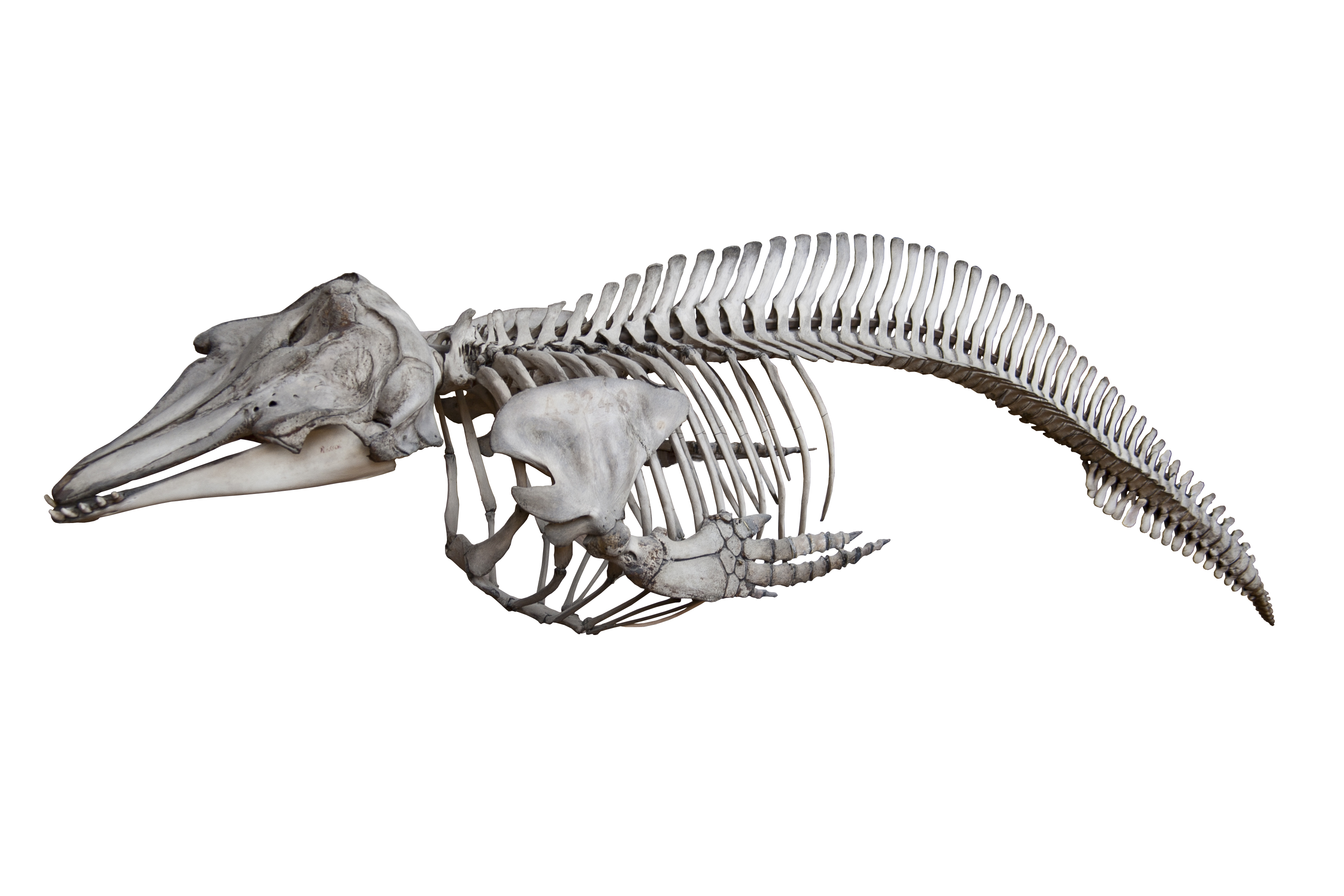 Dolfin skeleton 3 JPEG