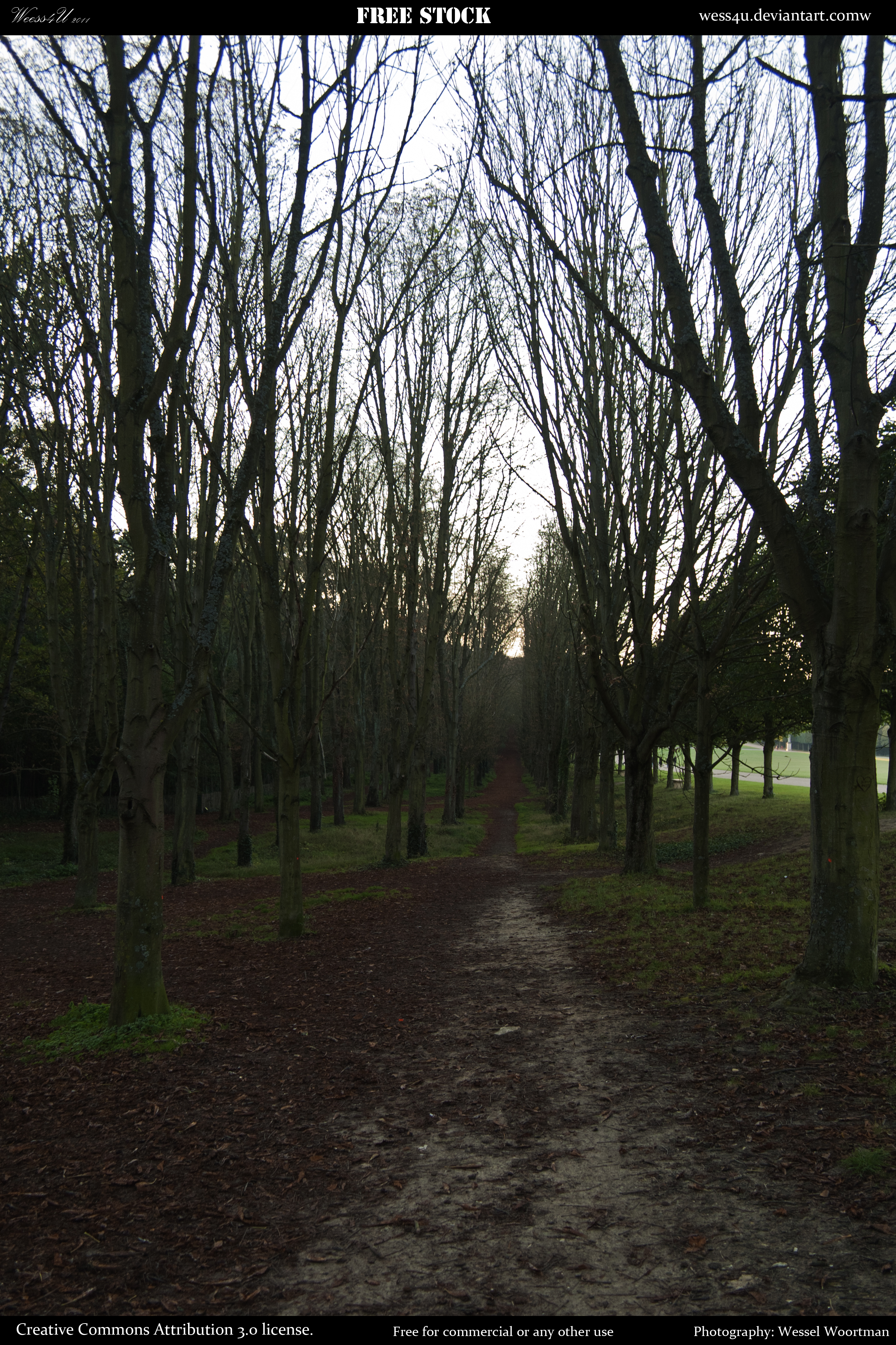 woods 1