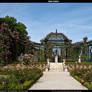 Rose garden 5