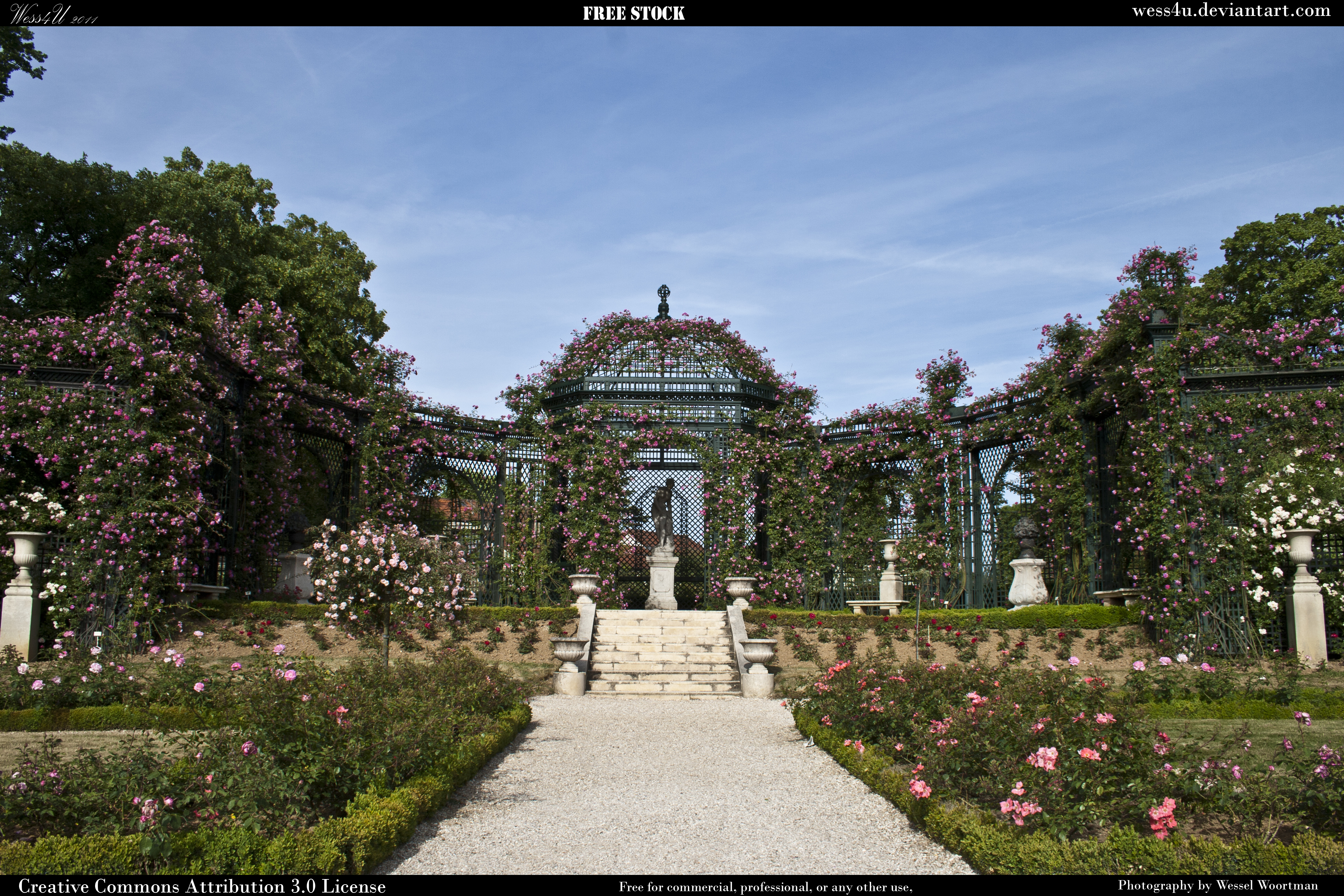 Rose garden 5