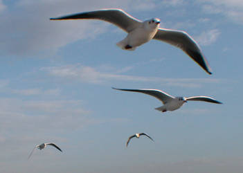 seagulls-3