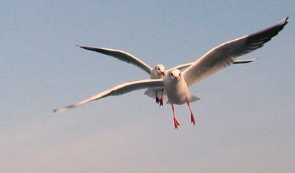 seagulls-4