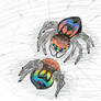 Rainbow Jumping Spider