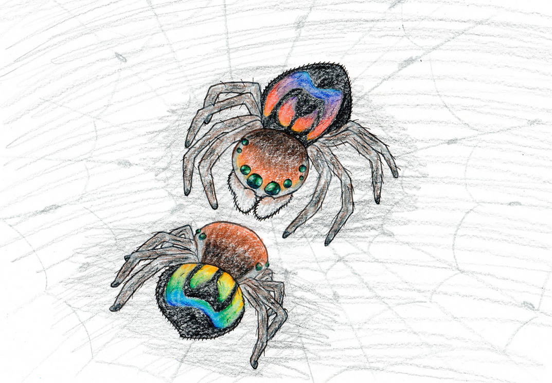 Rainbow Jumping Spider by MoonbowDragon on DeviantArt