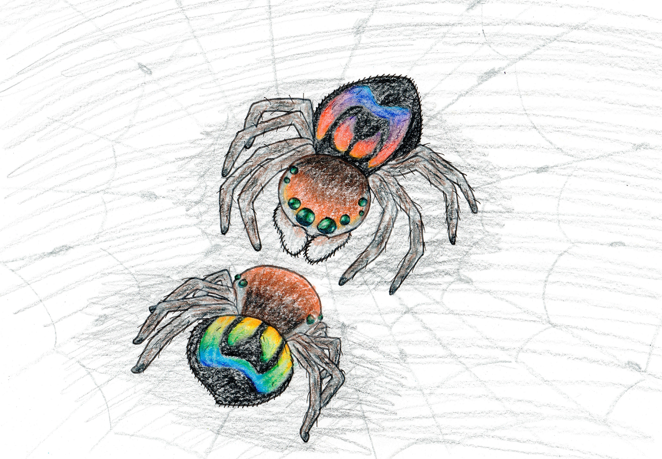 Rainbow Jumping Spider