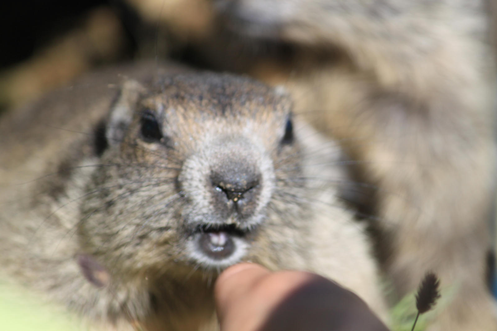 Marmot Swiss Milka By Bruce Pictures On Deviantart Marmot Swiss Milka By Bruce Pictures On Deviantart