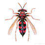 Hammerhead Wasp
