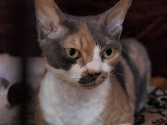 Devon Rex