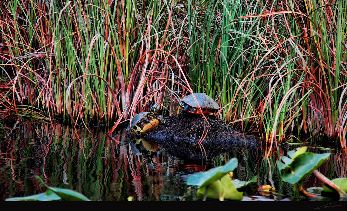 Turtles by benjamin-stranard on DeviantArt