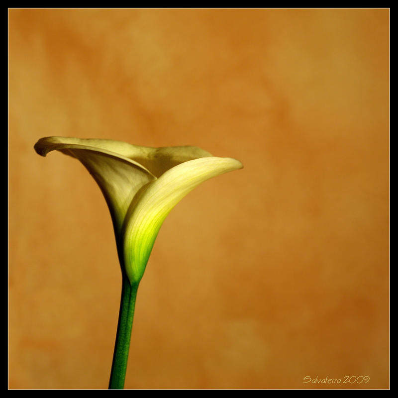 Calla IX by salvaterra on DeviantArt