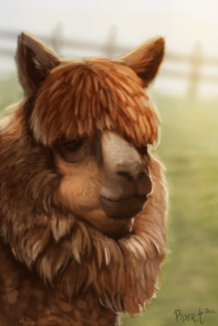 DAY 24. Photo Study - Alpaca (35 Minutes)