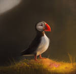 DAY 54. Photo Study - Puffin (35 Minutes)