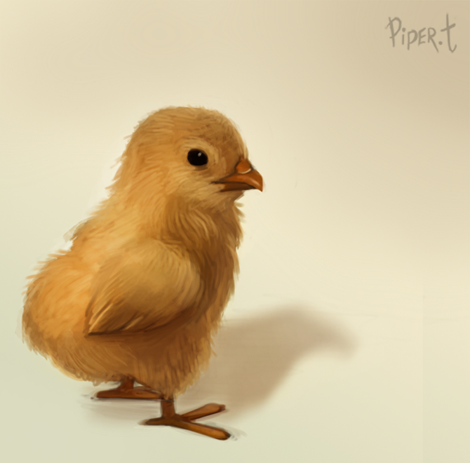 DAY 108. Photo Study - Chick (15 Minutes)