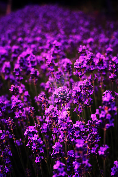 Purple Field edit