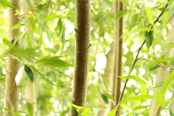 Bamboo wallpaper