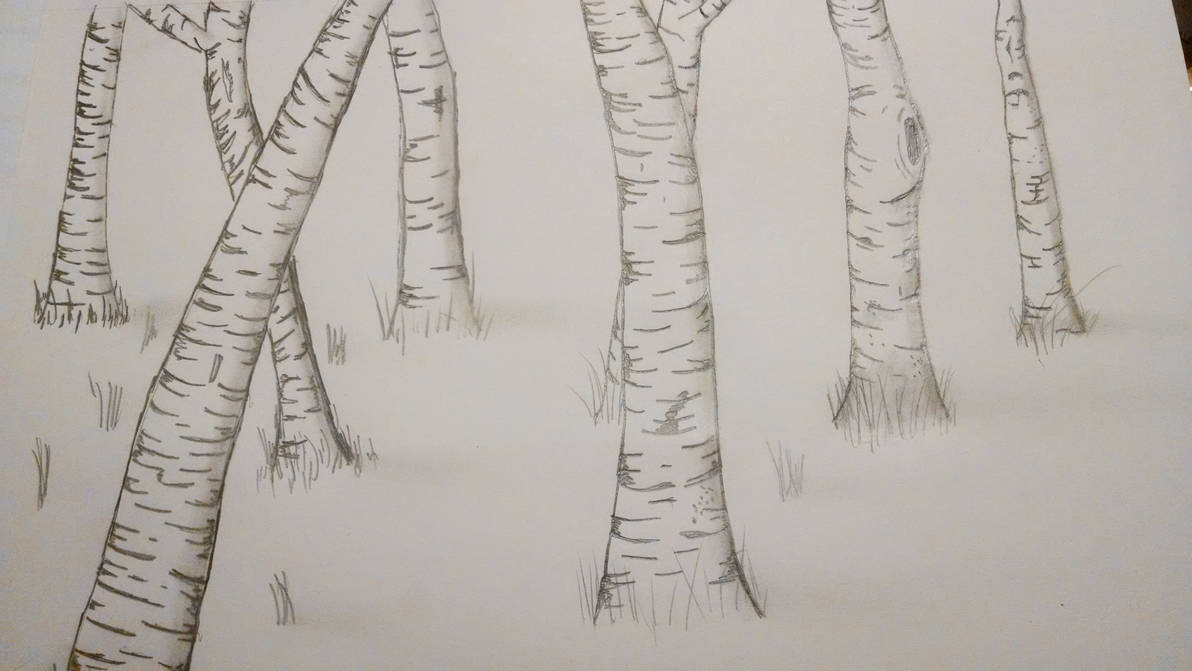 Лес карандашом легко. Берёза рисунок карандашом. Рисунок леса для срисовки. Ствол березы для рисования. Поэтапное рисование березы.
