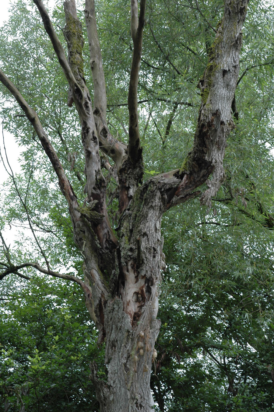 Knot Just a Tree