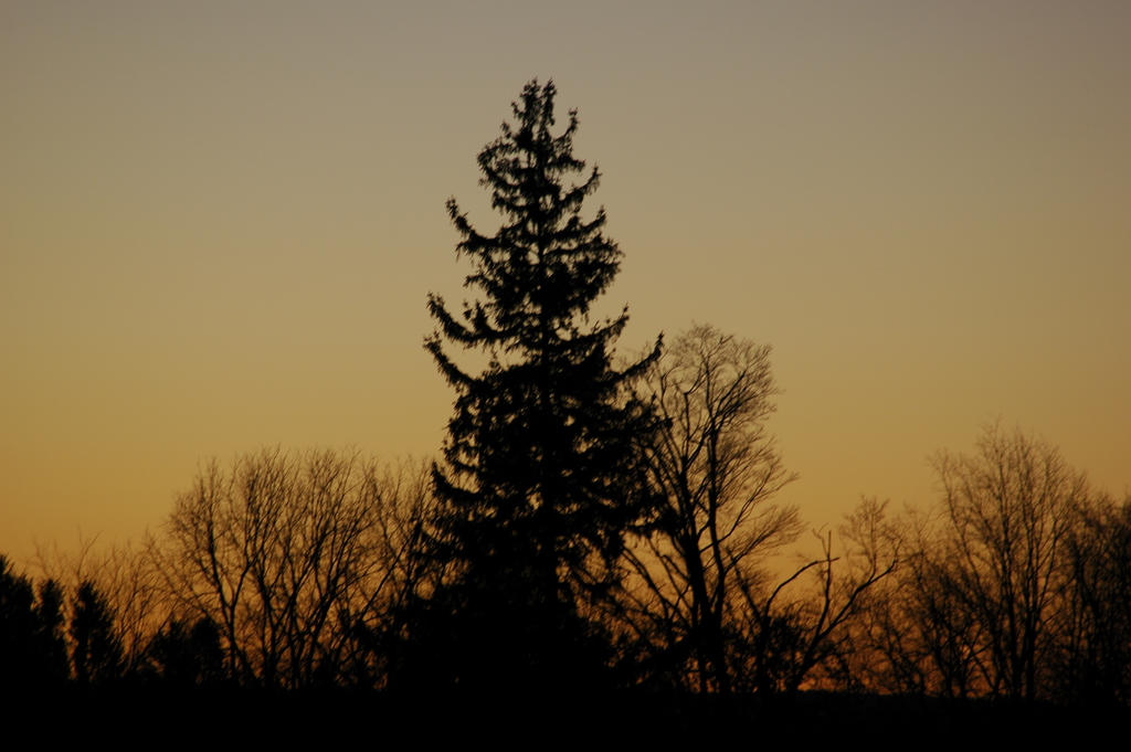 Dayen Tree Dawn Tree by Discarn8 on DeviantArt