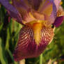 iris. for my love.