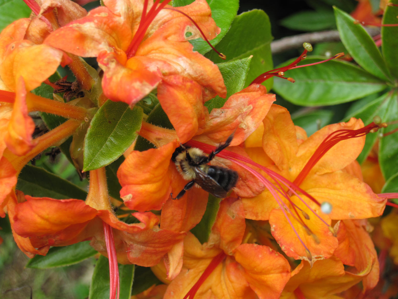 Bumblebee Flower