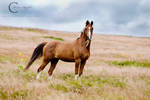 Chestnut Arabian by Colourize