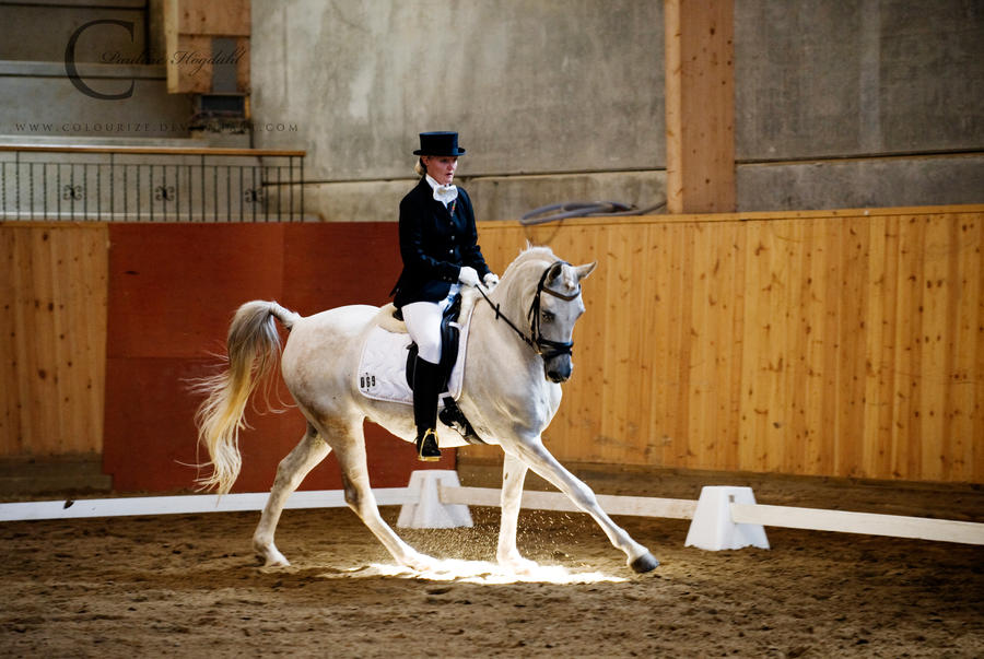 Dressage II