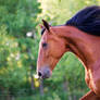 Standardbred portrait