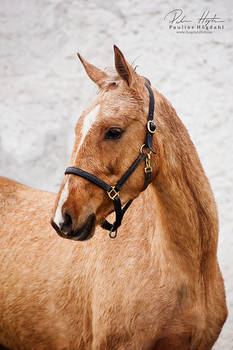 Palomino